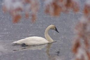 Competition entry: Tundra Swan