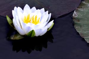 Competition entry: Water Lily