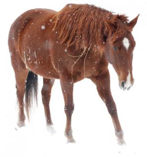 Competition entry: Horse in Snow