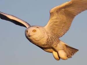 Competition entry: Snowy Owl at Sunset