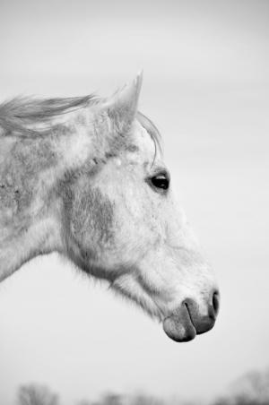 Competition entry: Black and White Horse