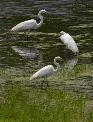 Competition entry: Egrets Three