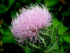 Competition entry: Thistle Blossom