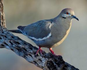 Competition entry: White-winged Dove