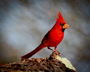 Competition entry: Northern Cardinal