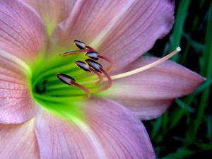 Competition entry: Pink Daylily