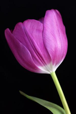 Competition entry: Pretty Pink Tulip