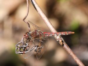 Competition entry: Variegated Meadowhawk