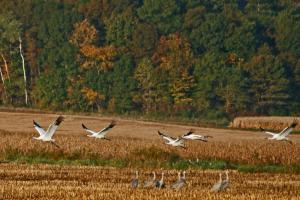 Competition entry: Whooping Cranes "Dwarf" Sandhill Cranes On Our Farm