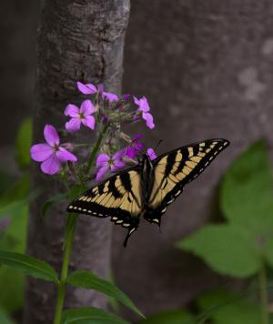 Competition entry: BUTTERFLY AND PHLOX