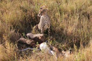 Competition entry: Cheetah and babies