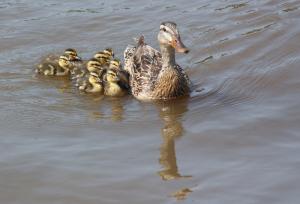 Competition entry: Duck and Ducklings