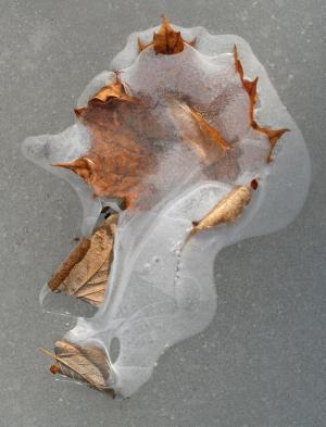 Competition entry: Leaf in Ice