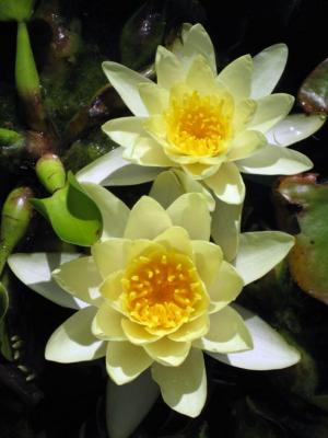 Competition entry: Yellow Water Lily