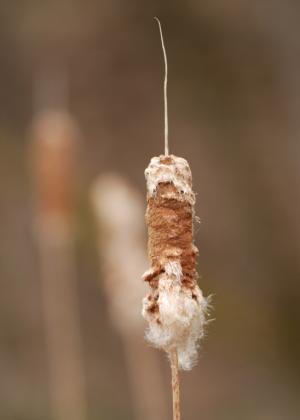 Competition entry: Cattail Going to Seed