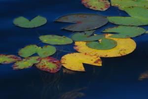 Competition entry: Fall Water Lilies