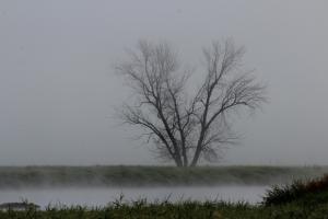 Competition entry: Leafless Tree in Fog