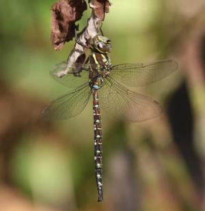 Competition entry: Shadow Darner