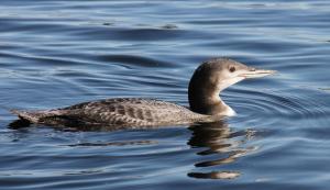 Competition entry: Young Loon