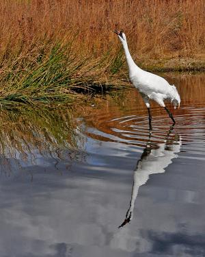 Competition entry: Reflection of Crane