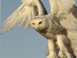 Competition entry: Snowy Owl