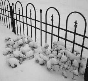 Competition entry: Winter Flowers and Fence