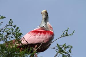 Competition entry: "Well, Hello There - Mr. Spoonbill"