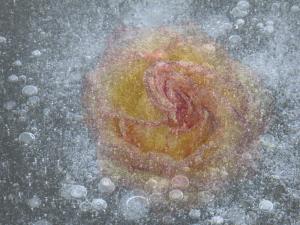 Competition entry: Rose in Ice