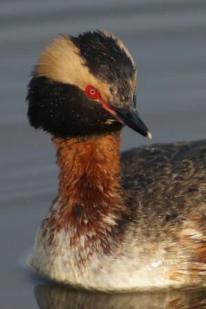 Competition entry: Horned Grebe 