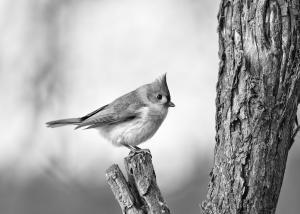 Competition entry: Tufted Titmouse