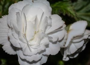Competition entry: White Begonia