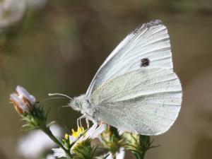Competition entry: Cabbage White on White Flower