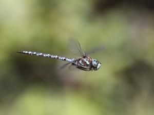Competition entry: Canada Darner on the Wing