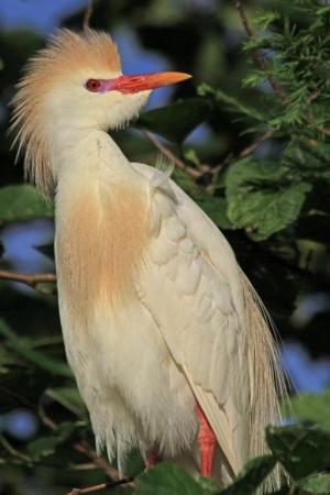 Competition entry: Cattle Egret in Mating Plumage