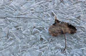 Competition entry: Leaf on Ice