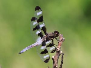 Competition entry: Twelve-spotted Skimmer