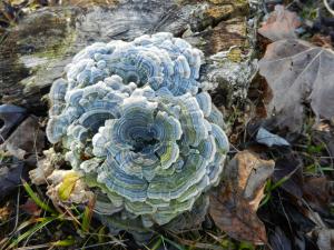 Competition entry: The Beauty Of Fungus