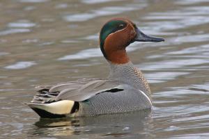 Competition entry: Green-winged Teal