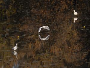 Competition entry: Egrets by the Pike