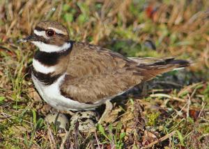 Competition entry:  Killdeer and her eggs