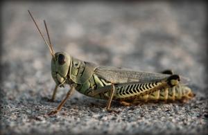 Competition entry: Grasshopper