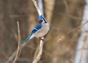 Competition entry: Blue Jay