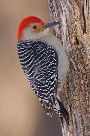 Competition entry: Red-bellied Woodpecker