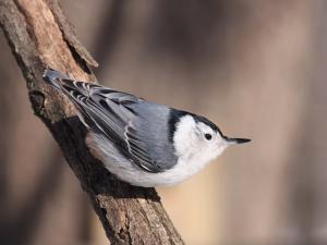 Competition entry: White-breasted Nuthatch