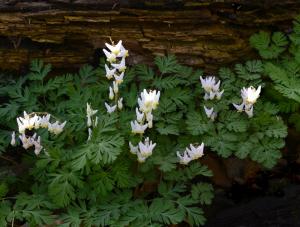 Competition entry: Dutchman's Breeches