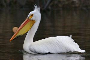 Competition entry: Pelican with breeding disk