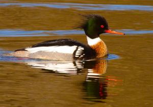 Competition entry: Red-breasted Merganser