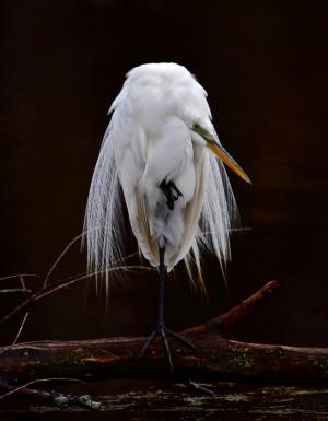 Competition entry: Egret Breeding Plumage