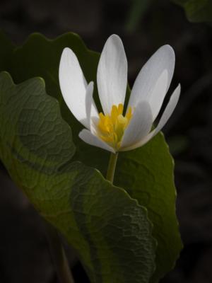 Competition entry: Bloodroot #2