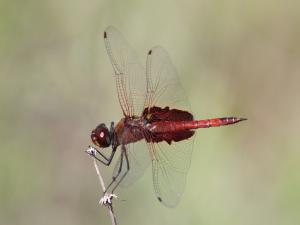 Competition entry: Red Saddlebags